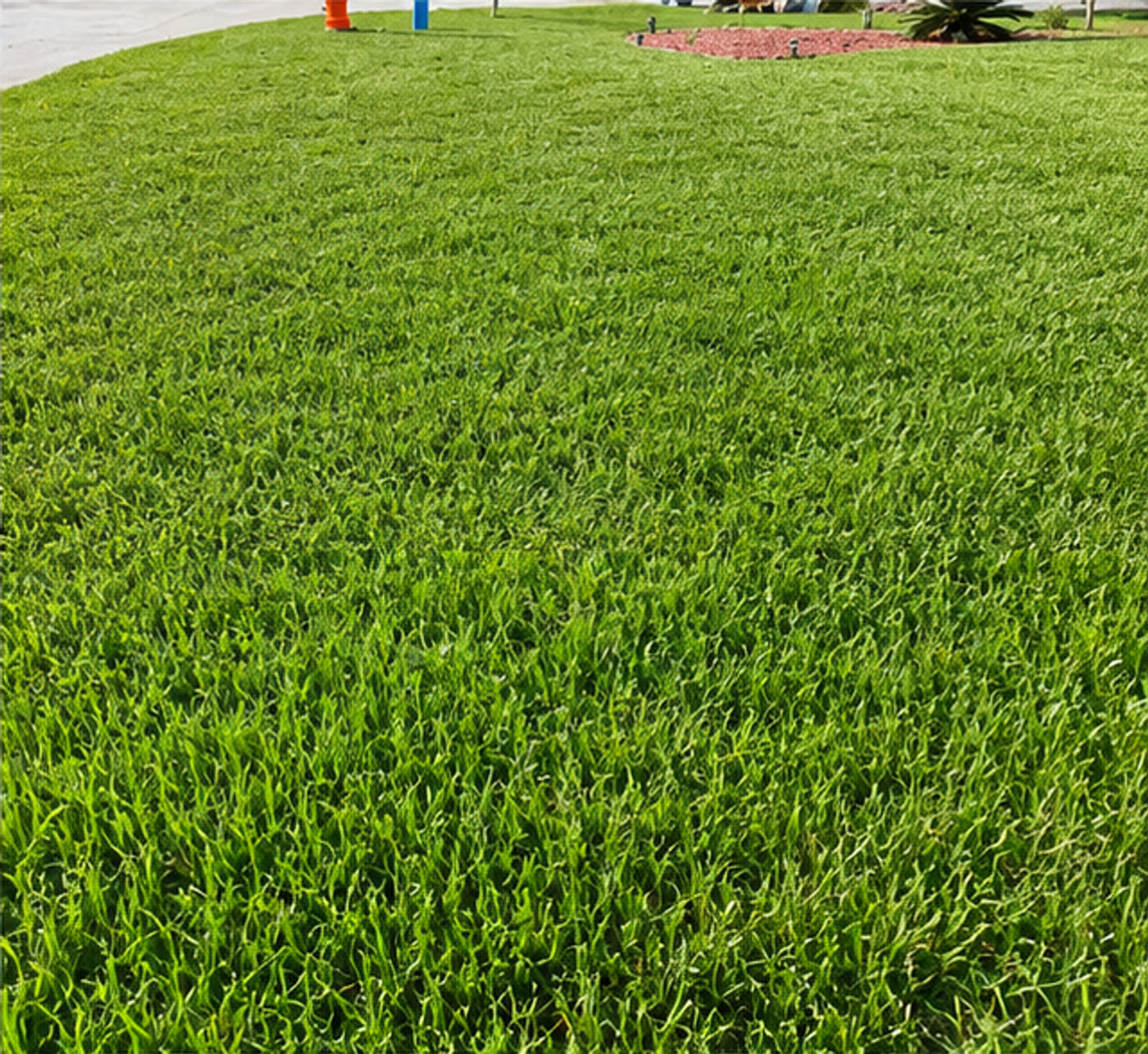 Thick, healthy St. Augustine grass cut clean by J.E Landscaping