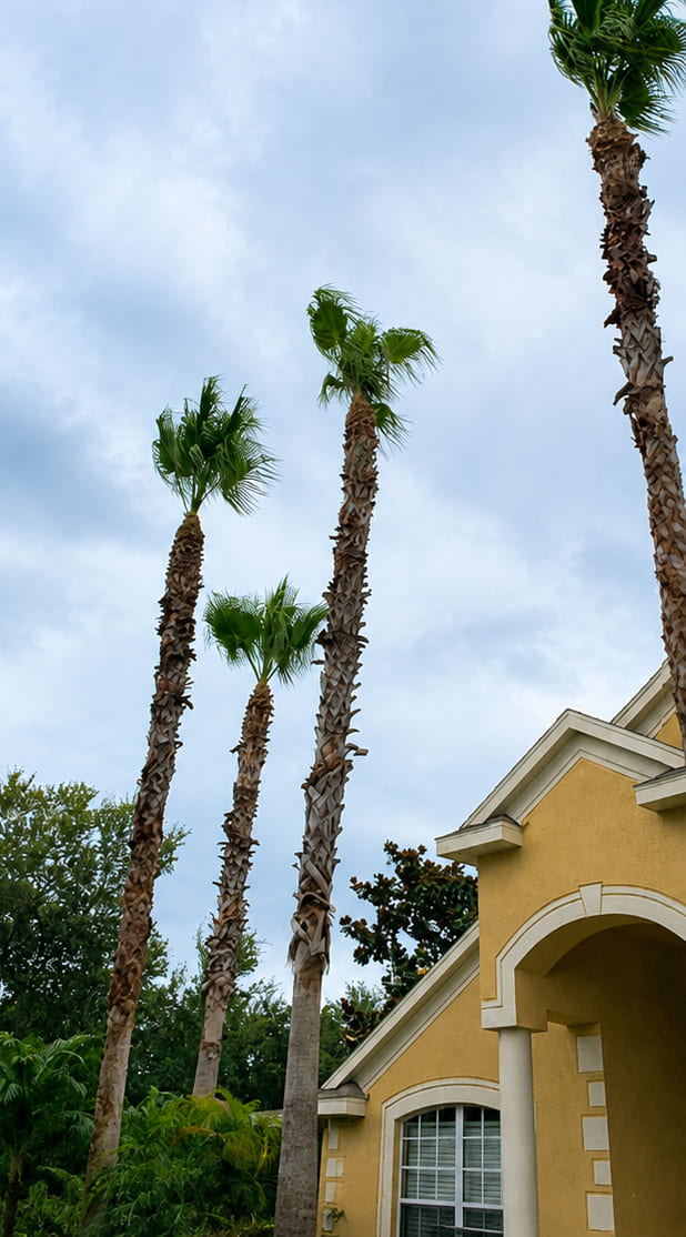 After: palms with dead fronds removed and crowns shaped