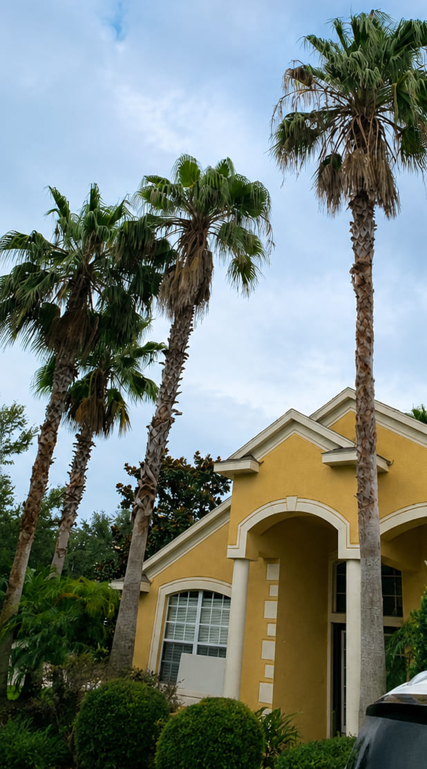Before: overgrown palms with brown, hanging fronds
